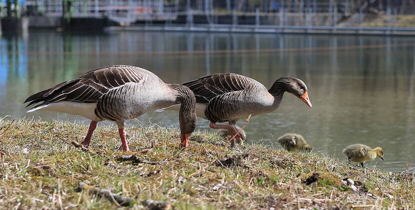 04.04.2020, Promenade an der Isar in Muenchen waehrend Ausgangbeschraenkung wegen Corona , im Bild: Gaense mit ihren Kindern