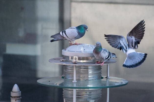 Berlin, Tauben auf Laterne Deutschland, Berlin - 05.04.2020: Im Bild sind Stadttauben auf einer Straßenlaterne zu sehen. Berlin Berlin Deutschland