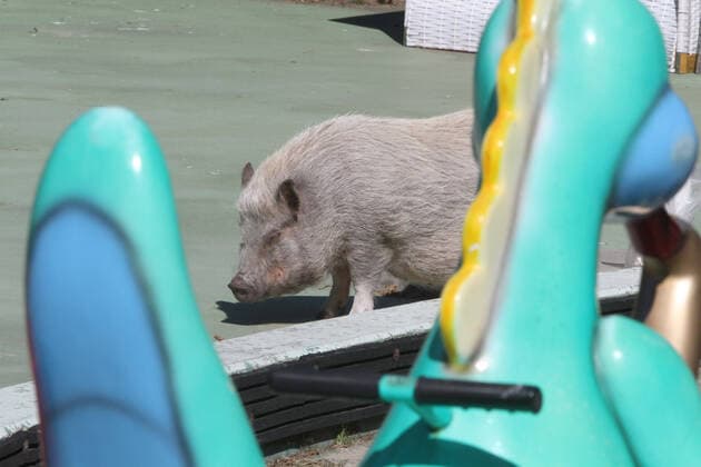 Nichts geht mehr am Meer: Blick am Montag (06.04.2020) auf das fast leere Seebad Zinnowitz (Landkreis Vorpommern Greifswald) Insel Usedom . Der Ort liefert derzeit einen Vorgeschmack auf das bevorstehende Osterwochenende. Dann soll es einer Regelung der hiesigen Landesregierung zufolge auch für Einheimische nicht mehr gestattet sein ausgedehnte Spaziergänge an den Stränden des Landes Mecklenburg Vorpommern zu unternehmen. So nutzten einige wenige das schöne Wetter des Tages noch einmal für einen Abstecher auf die Ostseeinsel Usedom. Wenn die Menschen gehen übernehmen die Tiere: Ein Mini-Schwein von Sabine Schlechter auf einem Spielplatz