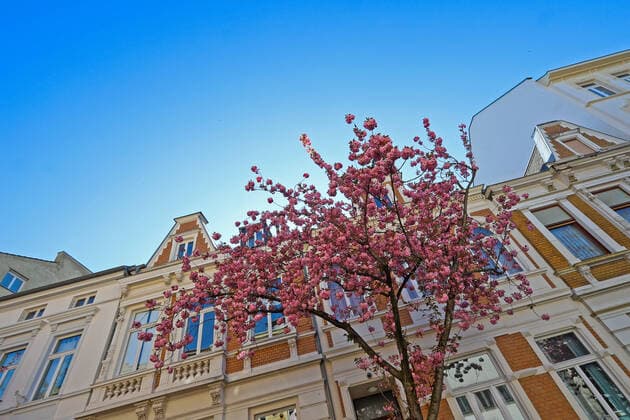 Traumwetter bei angenehmen Temperaturen, Baumbluete, Kirschbluete in der Heerstrasse in Bonn, der Himmel ist wolkenlos Fruehling in NRW am 06.04.2020 in Bonn Deutschland.