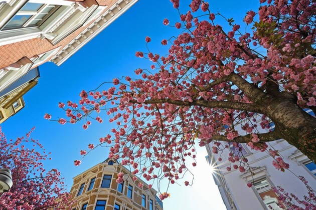 Traumwetter bei angenehmen Temperaturen, Baumbluete, Kirschbluete in der Heerstrasse in Bonn, die Sonne scheint vom wolkenlosen Himmel Fruehling in NRW am 06.04.2020 in Bonn Deutschland.