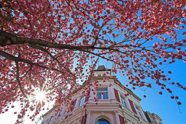 Traumwetter bei angenehmen Temperaturen, Baumbluete, Kirschbluete in der Heerstrasse in Bonn, die Sonne scheint vom wolkenlosem Himmel durch die Blueten Fruehling in NRW am 06.04.2020 in Bonn Deutschland.