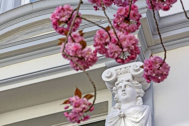 Traumwetter bei angenehmen Temperaturen, Baumbluete, Kirschbluete in der Heerstrasse in Bonn Fruehling in NRW am 06.04.2020 in Bonn Deutschland.