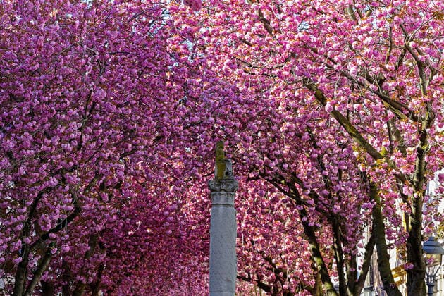 Traumwetter bei angenehmen Temperaturen, Baumbluete, Kirschbluete in der Heerstrasse in Bonn Fruehling in NRW am 06.04.2020 in Bonn Deutschland.