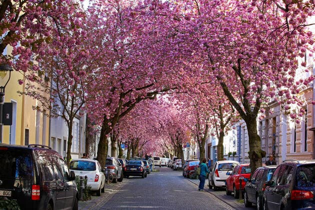 Traumwetter bei angenehmen Temperaturen, Baumbluete, Kirschbluete in der Heerstrasse in Bonn Fruehling in NRW am 06.04.2020 in Bonn Deutschland.