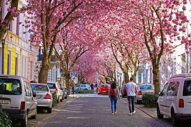 Traumwetter bei angenehmen Temperaturen, Baumbluete, Kirschbluete in der Heerstrasse in Bonn Fruehling in NRW am 06.04.2020 in Bonn Deutschland.