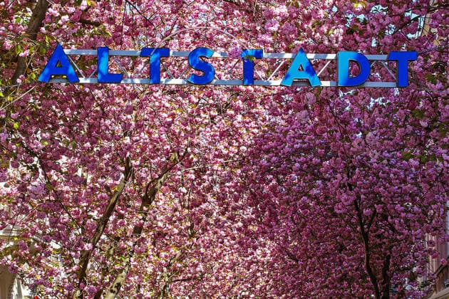 Traumwetter bei angenehmen Temperaturen, Baumbluete, Kirschbluete in der Breite Strasse in Bonn, Altstadt Fruehling in NRW am 06.04.2020 in Bonn Deutschland.