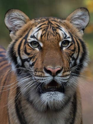 News Bilder des Tages Nadia, a four-year-old Malayan tiger at the Bronz Zoo, has tested positive for COVID-19, it was announced by the Wildlife Conservation Society in New York on Sunday, April 5, 2020. Nadia is expected to recover.  WAX20200406101 WCS