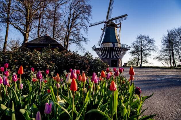 2020-04-06 09:25:52 LISSE - Bloemen in bloei bij leeg Keukenhof , de keukenhof gaat die jaar niet meer open ivm de coronacrisis . Helaas kan de Bloemententoonstelling Keukenhof door de maatregelen rondom het corona virus niet openen in 2020. Geannuleerd - Keukenhof 2020 - alleen virtueel geopend ROBIN UTRECHT covid-19 ,  Copyright: xx x409316424x