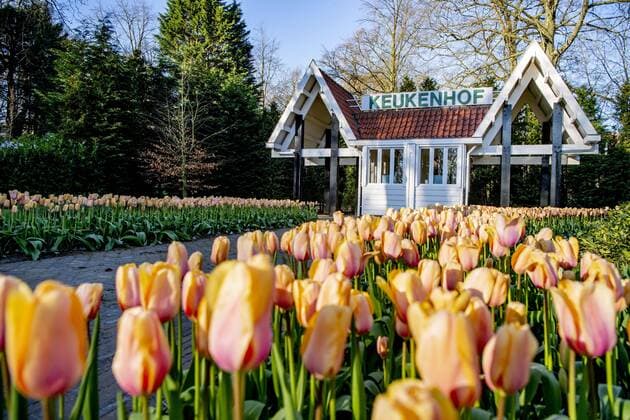 2020-04-06 09:43:32 LISSE - Bloemen in bloei bij leeg Keukenhof , de keukenhof gaat die jaar niet meer open ivm de coronacrisis . Helaas kan de Bloemententoonstelling Keukenhof door de maatregelen rondom het corona virus niet openen in 2020. Geannuleerd - Keukenhof 2020 - alleen virtueel geopend ROBIN UTRECHT covid-19 ,  Copyright: xx x409316489x