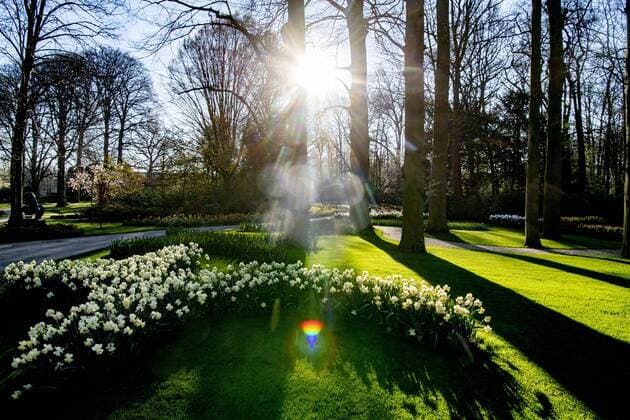 2020-04-06 09:46:37 LISSE - Bloemen in bloei bij leeg Keukenhof , de keukenhof gaat die jaar niet meer open ivm de coronacrisis . Helaas kan de Bloemententoonstelling Keukenhof door de maatregelen rondom het corona virus niet openen in 2020. Geannuleerd - Keukenhof 2020 - alleen virtueel geopend ROBIN UTRECHT covid-19 ,  Copyright: xx x409316506x