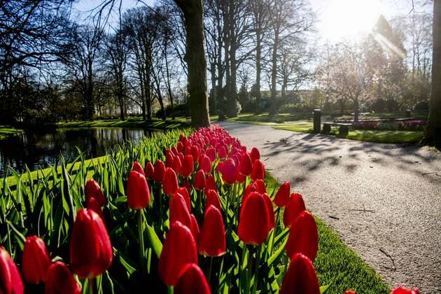 2020-04-06 09:47:17 LISSE - Bloemen in bloei bij leeg Keukenhof , de keukenhof gaat die jaar niet meer open ivm de coronacrisis . Helaas kan de Bloemententoonstelling Keukenhof door de maatregelen rondom het corona virus niet openen in 2020. Geannuleerd - Keukenhof 2020 - alleen virtueel geopend ROBIN UTRECHT covid-19 ,  Copyright: xx x409316512x
