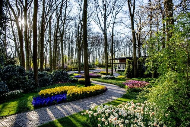 2020-04-06 09:51:55 LISSE - Bloemen in bloei bij leeg Keukenhof , de keukenhof gaat die jaar niet meer open ivm de coronacrisis . Helaas kan de Bloemententoonstelling Keukenhof door de maatregelen rondom het corona virus niet openen in 2020. Geannuleerd - Keukenhof 2020 - alleen virtueel geopend ROBIN UTRECHT covid-19 ,  Copyright: xx x409316521x