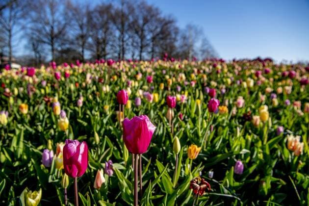 2020-04-06 09:55:36 LISSE - Bloemen in bloei bij leeg Keukenhof , de keukenhof gaat die jaar niet meer open ivm de coronacrisis . Helaas kan de Bloemententoonstelling Keukenhof door de maatregelen rondom het corona virus niet openen in 2020. Geannuleerd - Keukenhof 2020 - alleen virtueel geopend ROBIN UTRECHT covid-19 ,  Copyright: xx x409316524x
