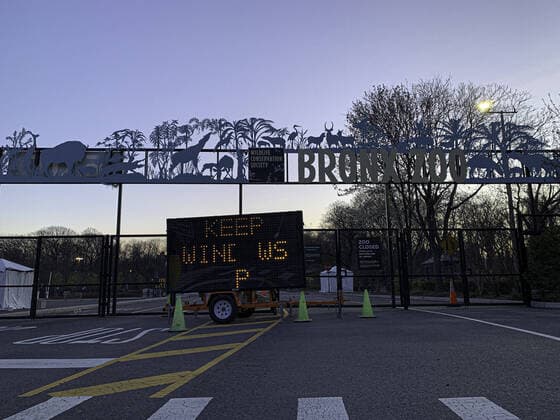 April 6, 2020, International, Bronx,New York ,USA: (NEW) COVID-19:Tiger tested positive at Bronx Zoo. April 6,2020,Bronx,New York ,USA: A Tiger has tested positive of Coronavirus at the Bronx zoo in New York City. The zoo is currently closed to the public because of the Coronavirus pandemic...Credit: Thenews2 International - ZUMAn293 20200406_znp_n293_005 Copyright: xNiyixFotex