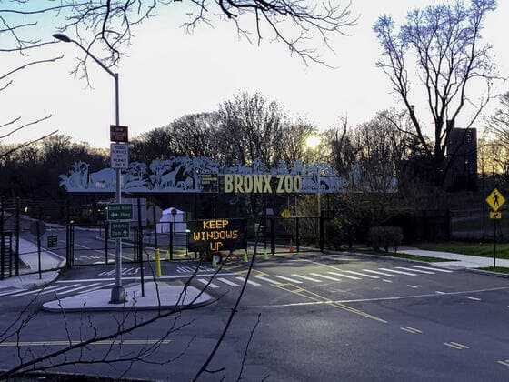 April 6, 2020, International, Bronx,New York ,USA: (NEW) COVID-19:Tiger tested positive at Bronx Zoo. April 6,2020,Bronx,New York ,USA: A Tiger has tested positive of Coronavirus at the Bronx zoo in New York City. The zoo is currently closed to the public because of the Coronavirus pandemic...Credit: Thenews2 International - ZUMAn293 20200406_znp_n293_016 Copyright: xNiyixFotex