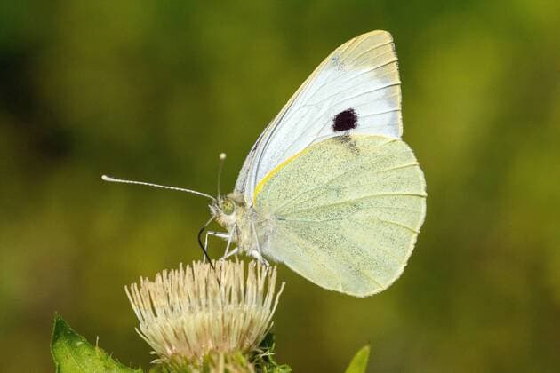 Grosser Kohlweissling (Pieris brassicae), auf Kohl-Kratzdistel, Cirsium oleraceum, Deutschland, Baden-Wuerttemberg large white (Pieris brassicae), on Cirsium oleraceum, Germany, Baden-Wuerttemberg BLWS612391 Copyright: xblickwinkel McPHOTO E.xThielscherx