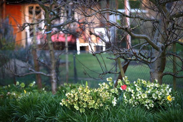 06.04.2020 Dortmund Frühling im Kleingarten. Christrosen (Helleborus) stehen in voller Blüte, Tulpen und Narzissen bilden einen Farbkontrast. *** 06 04 2020 Dortmund Spring in the allotment garden Christmas roses Helleborus are in full bloom, tulips and daffodils form a colour contrast