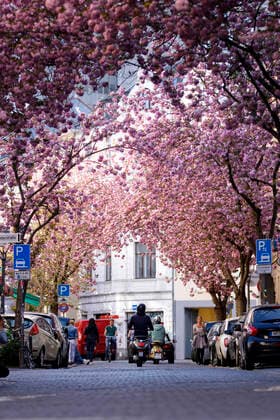 News Themen der Woche KW15 Wegen des Coronavirus sperrt die Stadt Bonn die Kirschblüte für Besucher. Bonn, 08.04.2020