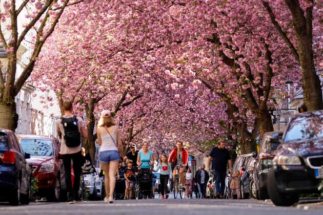 Wegen des Coronavirus sperrt die Stadt Bonn die Kirschblüte für Besucher. Bonn, 08.04.2020