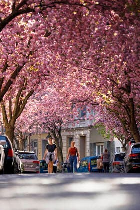 Wegen des Coronavirus sperrt die Stadt Bonn die Kirschblüte für Besucher. Bonn, 08.04.2020