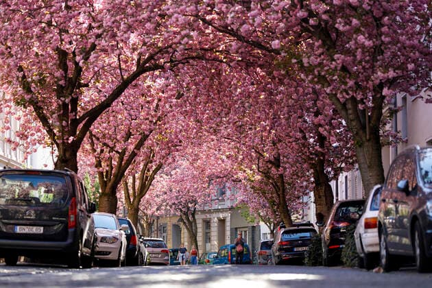 Wegen des Coronavirus sperrt die Stadt Bonn die Kirschblüte für Besucher. Bonn, 08.04.2020