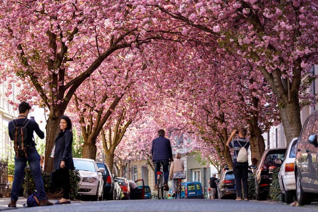 Wegen des Coronavirus sperrt die Stadt Bonn die Kirschblüte für Besucher. Bonn, 08.04.2020