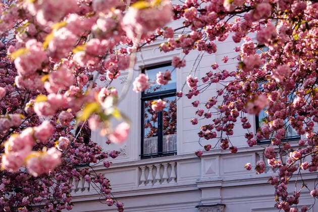 Wegen des Coronavirus sperrt die Stadt Bonn die Kirschblüte für Besucher. Bonn, 08.04.2020