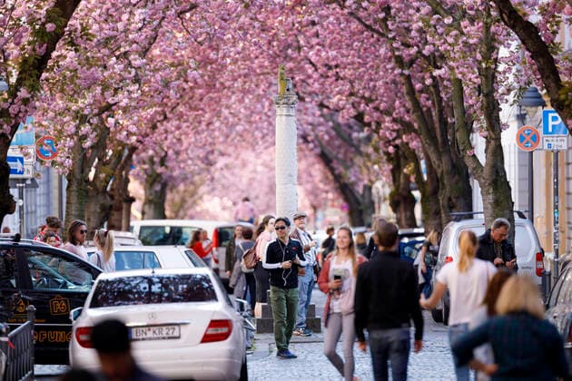 News Bilder des Tages Wegen des Coronavirus sperrt die Stadt Bonn die Kirschblüte für Besucher. Bonn, 08.04.2020