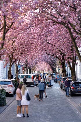 Wegen des Coronavirus sperrt die Stadt Bonn die Kirschblüte für Besucher. Bonn, 08.04.2020