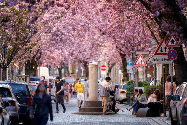 Wegen des Coronavirus sperrt die Stadt Bonn die Kirschblüte für Besucher. Bonn, 08.04.2020