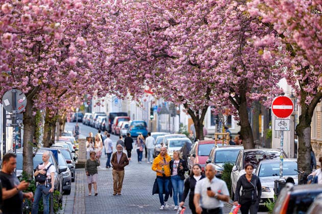 Wegen des Coronavirus sperrt die Stadt Bonn die Kirschblüte für Besucher. Bonn, 08.04.2020