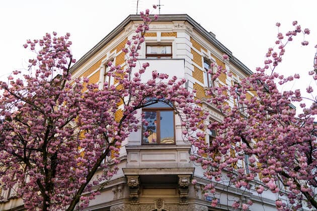 Wegen des Coronavirus sperrt die Stadt Bonn die Kirschblüte für Besucher. Bonn, 08.04.2020