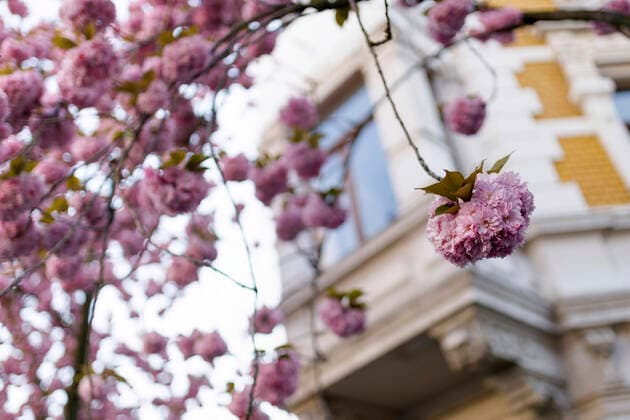Wegen des Coronavirus sperrt die Stadt Bonn die Kirschblüte für Besucher. Bonn, 08.04.2020
