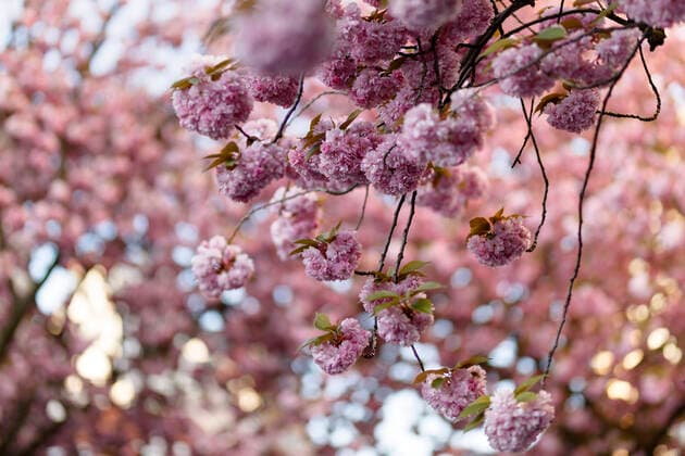 Wegen des Coronavirus sperrt die Stadt Bonn die Kirschblüte für Besucher. Bonn, 08.04.2020