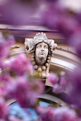Wegen des Coronavirus sperrt die Stadt Bonn die Kirschblüte für Besucher. Bonn, 08.04.2020