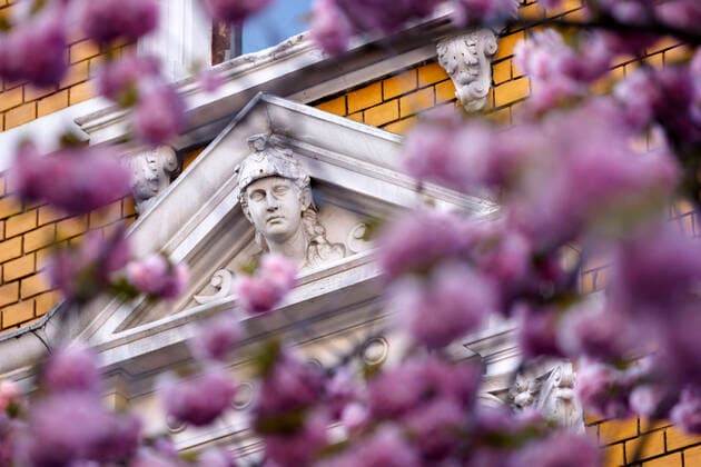 Wegen des Coronavirus sperrt die Stadt Bonn die Kirschblüte für Besucher. Bonn, 08.04.2020