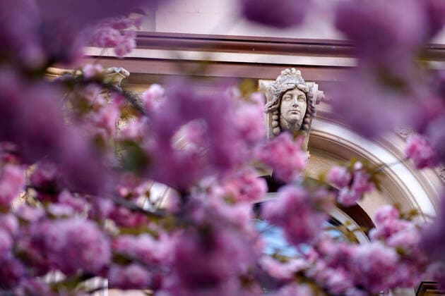 Wegen des Coronavirus sperrt die Stadt Bonn die Kirschblüte für Besucher. Bonn, 08.04.2020