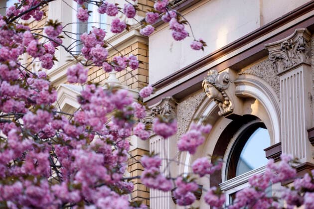 Wegen des Coronavirus sperrt die Stadt Bonn die Kirschblüte für Besucher. Bonn, 08.04.2020
