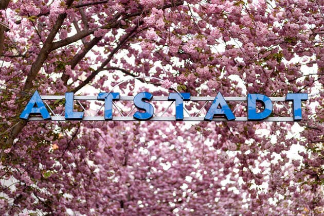 Wegen des Coronavirus sperrt die Stadt Bonn die Kirschblüte für Besucher. Bonn, 08.04.2020