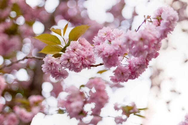 Wegen des Coronavirus sperrt die Stadt Bonn die Kirschblüte für Besucher. Bonn, 08.04.2020