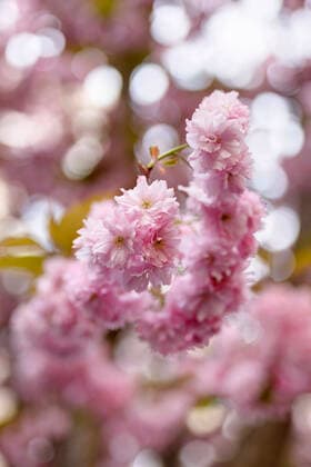Wegen des Coronavirus sperrt die Stadt Bonn die Kirschblüte für Besucher. Bonn, 08.04.2020