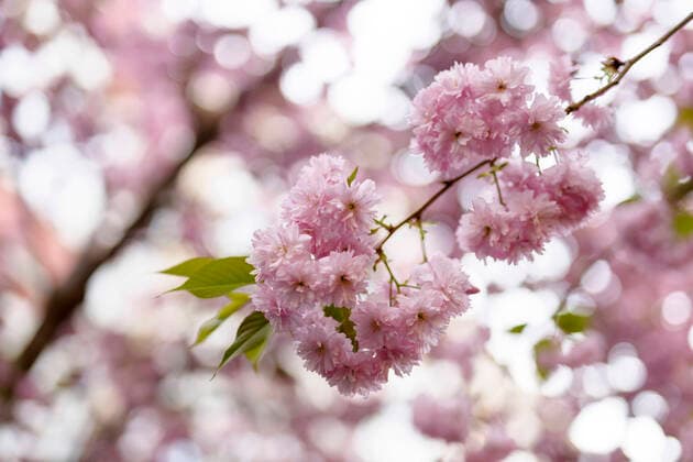Wegen des Coronavirus sperrt die Stadt Bonn die Kirschblüte für Besucher. Bonn, 08.04.2020 *** Because of the corona virus, the city of Bonn blocks the cherry blossom for visitors Bonn, 08 04 2020 Foto:xC.xHardtx xFuturexImage