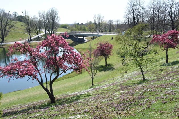 Baumbluete im Olympiapark Muenchen 08.04.20 Muenchen