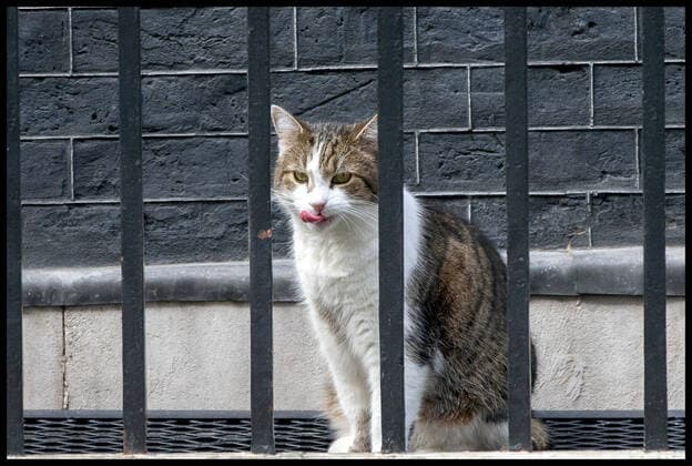 . 08 04 2020. London, United Kingdom. Coronavirus Briefing In Downing Street. Larry the N0.10 Cat sits outside following advice that appeared to suggest cats should be kept indoors while humans are under lockdown measures  xMartynxWheatleyx xi-Imagesx IIM-21002-0012