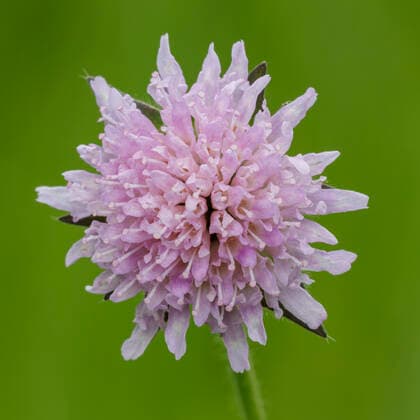 IMAGO Nature: Unsere Erde: Pflanzenwelt: Bedrohte Arten Acker-Witwenblume (Knautia arvensis) McPRMU *** Field widows flower Knautia arvensis McPRMU McPRMU