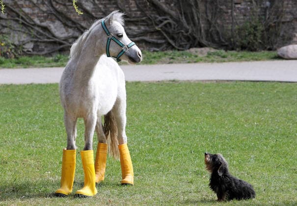Bilder des Jahres 2020, Entertainment 04 April Entertainment Themen der Woche KW15 News Bilder des Tages 09.04.2020, Neuenhagen, Brandenburg, GER - Pony in Gummistiefeln wartet mit seinem Freund dem Rauhaardackel auf Regen. (aussen, Aussenaufnahme, Brandenburg, Dackel, deutsch, Deutschland, Europa, europaeisch, Gummistiefel, Humor, Hund, Kleinpferd, lustig, Meteorologie, Neuenhagen, niemand, Pony, QF, Querformat, Rauhaardackel, skurril, Skurriles, Tiere, Tierreich, Tierwelt, Trockenperiode, warten, wartend, Westeuropa, Wetter, Witz, witzig) 200409D510NEUENHAGEN.JPG *** 09 04 2020, Neuenhagen, Brandenburg, GER Pony in rubber boots waiting for rain outside with his friend the rough-haired dachshund, outdoor shot, Brandenburg, dachshund, german, germany, european, rubber boots, humor, dog, small horse, funny, meteorology, Newenhagen, nobody, pony, QF, landscape, rough-haired dachshund, bizarre, scurrile, animals, animal kingdom, wildlife, dry
