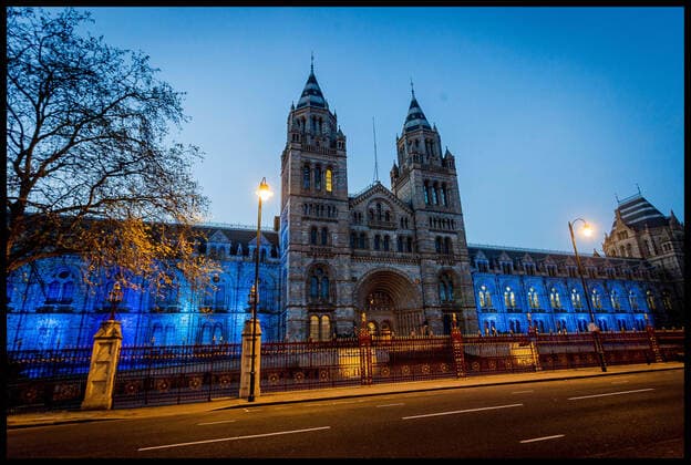 . 09 04 2020. London, United Kingdom. History Museum Lit Blue for NHS. The Natural History Museum is illuminated in blue lights during the Clap for the NHS.  xMartynxWheatleyx xi-Imagesx IIM-21006-0004