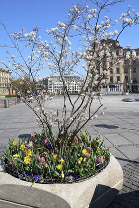 Blumenbeet-Stachus Brunnen wegen Corona Virus Entfernte Sitzsteine Muenchen 10.04.20 Muenchen