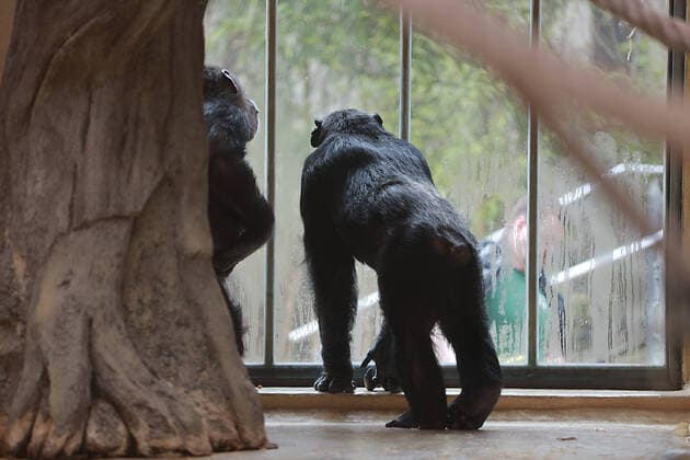 30.03.2020 Halle Saale CORONA Pandemie covid19 covid 19 Corona Virus Coronavirus foto: Bergzoo viele zootiere leiden auf grund der schließung des zoos unter Besucherentzug sie zeigen depressive verhaltensmuster Depression foto: schimpanse Schimpansen , Sebastian Sachsen Anhalt . Der Fotograf übernimmt keine Haftung bei eventueller Verletzung von Rechten Dritter, Persönlichkeitsrechte sind zu wahren. Es gelten die Geschäftsbedingungen des Fotografen. Inhaltsverändernde Manipulation des Fotos nur nach ausdrücklicher Genehmigung des Fotografen. Verwendung nur mit Copyrightvermerk.